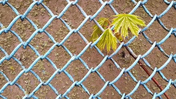 Old Cement Wall Metallic Grid Yellow Leaves — Stock Photo, Image