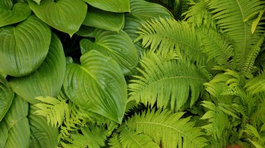 Tropikal bitki ve eğreltiotu yapraklarının tüm yeşil doğal arkaplanı. Yağmur ormanlarının taze egzotik bitki örtüsü. Tohumsuz damar bitkileri