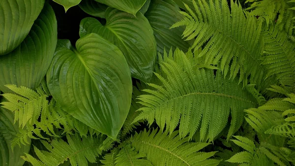 Closeup Fundo Textura Folha Tropical Samambaia Plantas Selva Exótico Pano — Fotografia de Stock