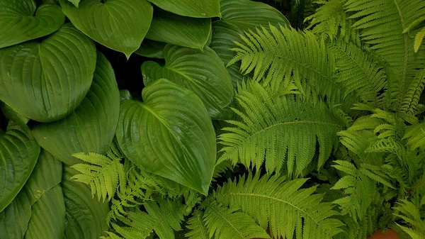 Tropische Blätter Strukturieren Den Hintergrund Von Farnpflanzen Frisch Grüne Laubkulisse — Stockfoto