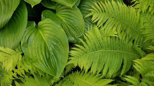 Hojas Tropicales Textura Fondo Helechos Plantas Selva Fondo Hojas Verdes — Foto de Stock