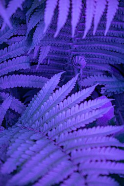 Defocus eğreltiotu yapraklarının mor mavi bulanık arkaplanı. Parlak mor renk filtresiyle renklendirilmiş egzotik tropikal orman bitkisi yaprakları. Uzaylı doğa kavramı