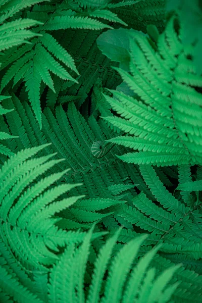 Verschwommene Abstrakte Hintergrund Von Sauren Grünen Farnblättern Tropische Neongrüne Dschungeltextur — Stockfoto