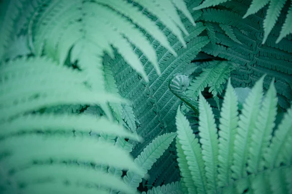 Bulanık Yeşil Eğrelti Otu Arka Planda Uzaylı Ormanına Benziyor Sıradışı — Stok fotoğraf