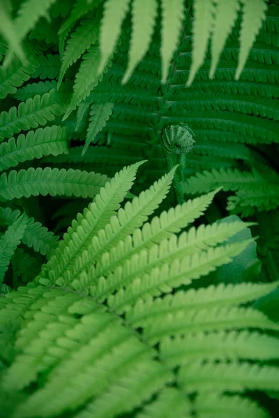 Folhas Samambaia Verdes Desfocadas Primeiro Plano Foco Seletivo Para Brotar — Fotografia de Stock