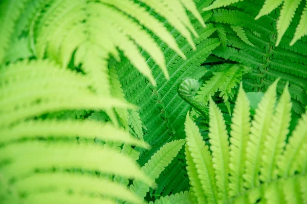 Tropical Blur Background Organic Plant Leaves Sunflares Foreground Exotic Fern — Stock Photo, Image