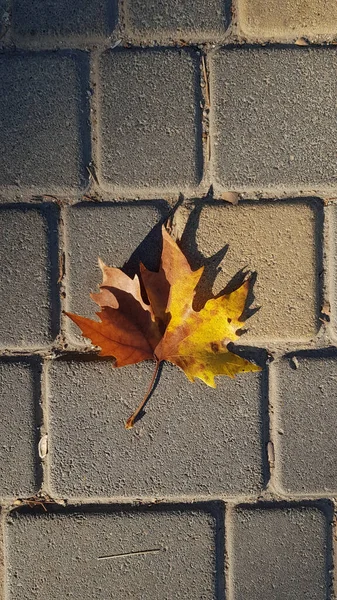 Autumn Yellow Brown Maple Leaf Closeup Bright Sunlight Rough Stone — Stock Photo, Image