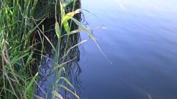 Jezero s vlnami na modré vodě a rostoucí dlouhé zelené rákosí. Krása přírody — Stock video