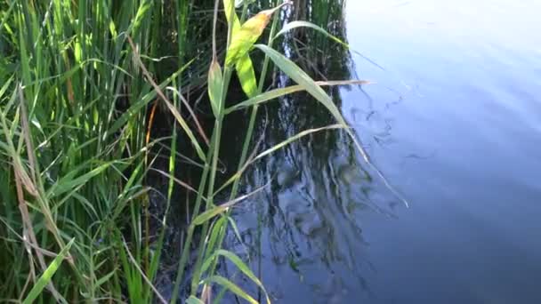 Roseaux Verts Dans Eau Étang Eau Bleue Calme Paysage Estival — Video