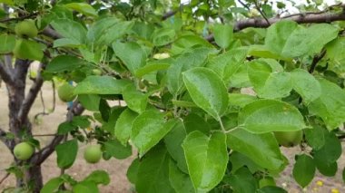 Nadir yağmur damlaları alacakaranlıkta yağmurdan sonra elma ağacının ıslak yeşil yapraklarına düşer. Yaz yağmurlu havalarda doğanın güzelliği. Taze elma yaprakları rüzgarda sallanıyor..