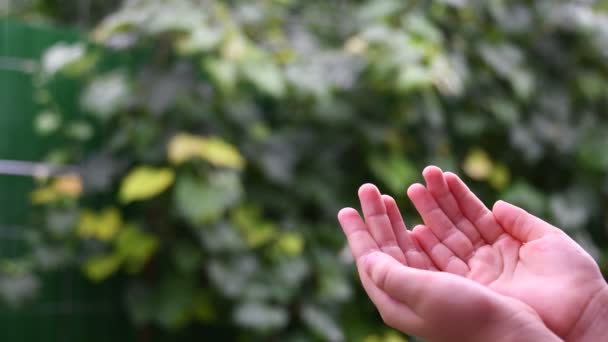 Primer plano de las manos del niño coger gotas de lluvia en las palmas de las manos con fondo borroso verde y espacio de copia — Vídeos de Stock