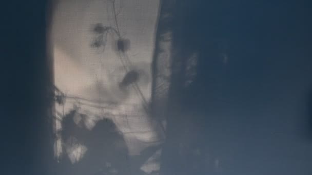 Misterio sombras borrosas de hojas de vid en la pared para el fondo con espacio de copia — Vídeos de Stock