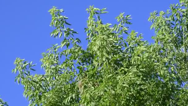 Cámara mira hacia arriba del árbol de hoja caduca en el fondo del cielo azul — Vídeos de Stock