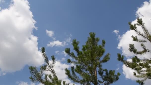 Des branches de sapin tremblent et se déplacent dans le vent sur fond de ciel bleu avec des nuages blancs — Video