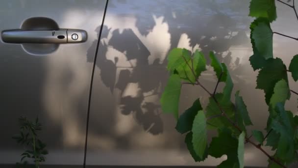 Verse wijnranken met groene bladeren schudden en bewegen door de wind op de achtergrond van goudkleurige autodeur — Stockvideo
