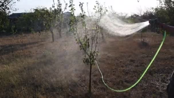 Maschio mano tenuta verde tubo da giardino e irrigazione piccolo albero in giardino arido — Video Stock