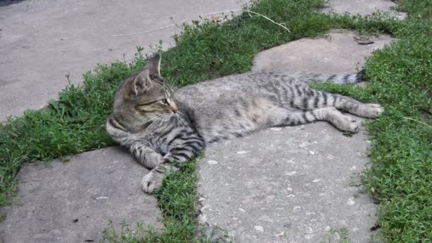 Młody kot leży na kamiennym chodniku i porusza głową rozglądając się i wąchając zapachy — Wideo stockowe