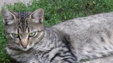 Yeşil gözlü genç tekir kedi yüzü Gri kulakları hareket ettir ve başını eğ