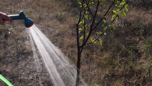 Maniglia uomo verde tubo da giardino con irrigatore irrigazione piccolo tronco d'albero in giardino — Video Stock