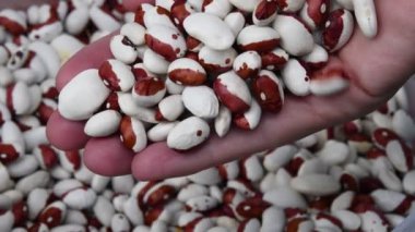 Beyaz ve kahverengi benekli bakla çekirdekleri avuç içinden tohum yığınına dökülüyor.