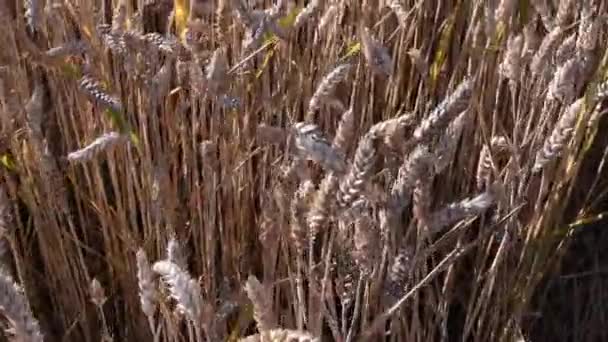 Cultivo de trigo orgânico. Hora da colheita de cereais de verão — Vídeo de Stock