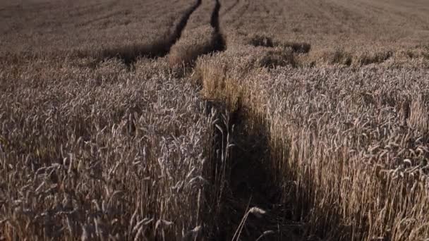 Colheita de trigo no campo de verão. Fundo agrícola — Vídeo de Stock