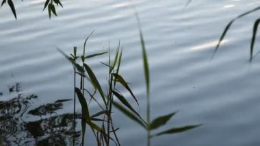 Dalgalı su üzerinde sazlıklar ve çevresel doğa sesleri ile sakin göl sahnesi