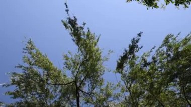 Kamera doğrudan söğüt ağacı dallarının altına bakıyor. Mavi gökyüzü arkaplanlı sakin rüzgarla sallanıyor ve uzayı kopyalıyor.