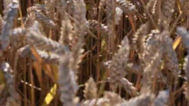 Odaklanmamış ön plan ve olgunlaşmış buğday kulaklarının arka planına odaklan. Rüzgâr tarlada altın güneş ışığıyla savruluyor. Tarım buğday dokusu. Buğday filizi yakın plan. Ekmek üretimi için büyüyen tahıl dokusu. Rüzgârla dalgalanan organik buğday.