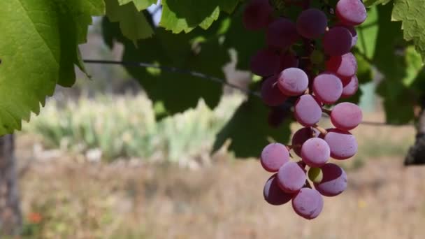 Gros Plan Bouquet Raisins Violets Roses Accrochés Vigne Grand Bouquet — Video