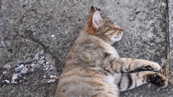 Kırmızı Tekir Kedi Portresi Uzanıyor Hareket Ediyor Kameraya Bakıyor Gözleri — Stok video