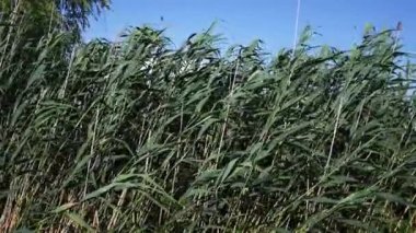 Kuvvetli rüzgar, nehir kıyısındaki suyun yanındaki sazların yeşil saplarını sallar ve büker. Yüksek yeşil sazlıklar rüzgar arka planında hareket ediyor. Bulrush bitki dokusu yaz günü nehir kıyısında rüzgarla savruluyor.