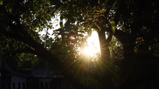 Krásný Letní Večer Zahradě Sluneční Paprsky Pronikají Listím Zelených Stromů — Stock video