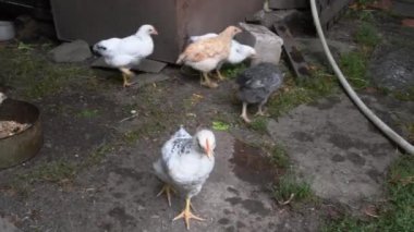 Organik çiftlikte küçük civcivler yürüyor. Küçük meraklı civciv kameraya bakar ve kafasını oynatır. Organik tavuk çiftliği. Kırsal kesimde yürüyen tavuklar