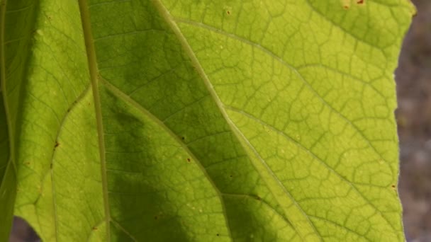 Макрозйомка листкових вен листя Павлова, що летять у вітрі з яскравим сонячним світлом — стокове відео