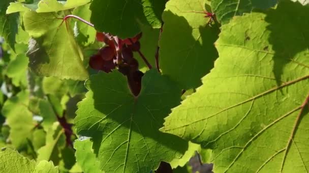 Jagged kanter och blad vener av druvblad närbild med suddig bakgrund av vingården — Stockvideo