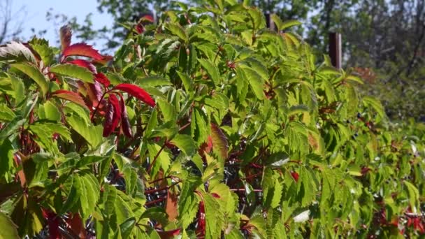 Autumn leaves of wild grape climbing plant called Parthenocissus Quinquefolia closeup — Stock Video