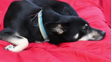 Kırmızı mindere uzanmış siyah çoban köpeğinin yan görüntüsü