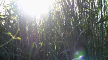 Günbatımındaki güneş mercekleri, gölde büyüyen ve rüzgarda dalgalanan yeşil bulutlarda parlıyor.