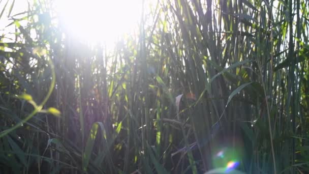 Lente do sol por do sol resplandecer através de bulrush verde crescendo no lago e vacilando no vento — Vídeo de Stock