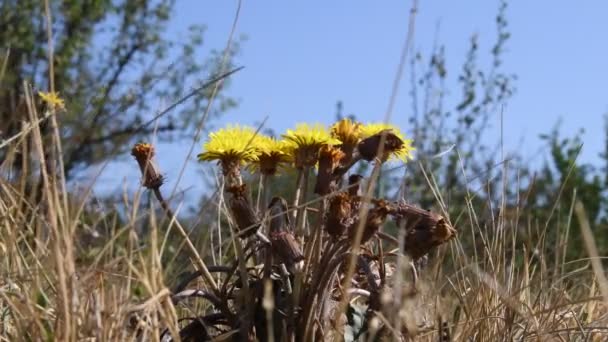 Vista lateral de flores de dente-de-leão amarelo com botões desbotados no prado do outono — Vídeo de Stock