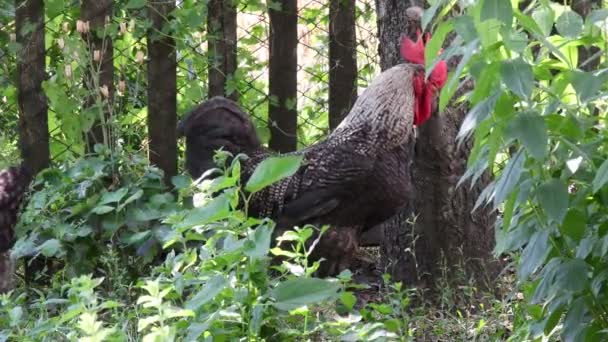 Horoz Tavuklar Yeşil Çimlerin Arasında Yürür Otlarlar Kırmızı Armalı Siyah — Stok video