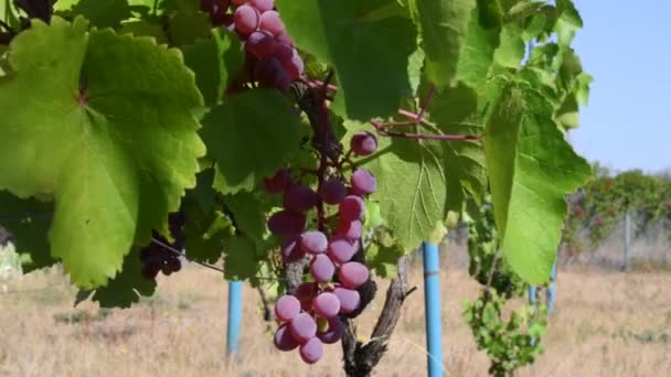 Paisaje Viñedo Con Follaje Verde Racimos Uvas Jugosas Maduras Manojos — Vídeos de Stock