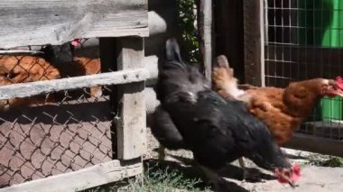 Kırmızı ve siyah tavuklar ve horozlar kümesten kaçarlar. Kümes hayvanları çiftliği. Evcil kuşlar kırsalda gezer ve koşarlar. Tavuk ve horozun kümesi bitti.