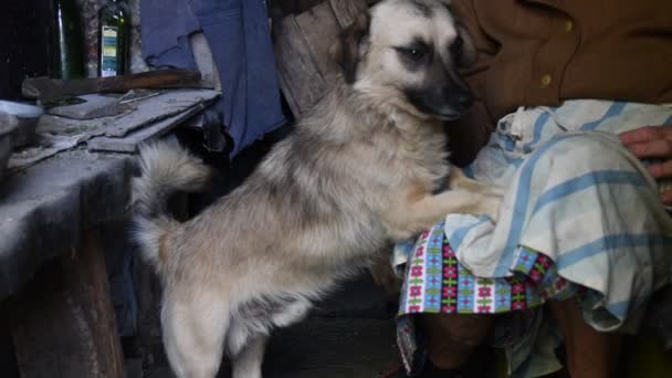 Cane Anziano Sulle Ginocchia Vecchia Donna Che Accarezza Cane Con — Video Stock