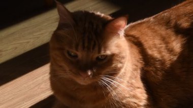 Tüylü kırmızı kedi güneşin sıcaklığında dinleniyor. Kehribar gözlü tekir kedi portresi. Kabarık tüylü kedicik, parlak ışık ve gölgeyle ahşap zeminde yatıyor. Ahşap zemin üzerinde parlak güneş ışığında sevimli kırmızı kedi portresi