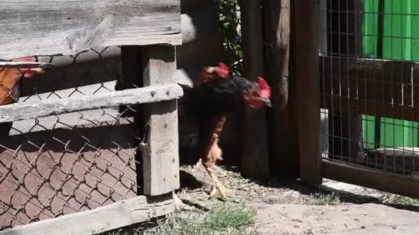 Αργή Κίνηση Κότες Και Κόκορας Ξέμειναν Από Κοτέτσι Βιολογικά Πτηνοτροφεία — Αρχείο Βίντεο