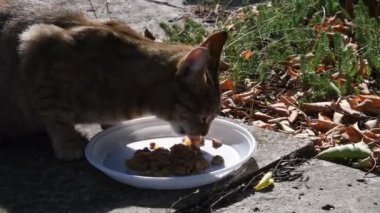 Beyaz plastik tabaktan yemek yiyen sokak kedisi silueti. Aç kedi başı manzarası. Yavaş çekimde aç kedi besleme videosu. Tekir kedi yerdeki beyaz tabaktan yemek yer.