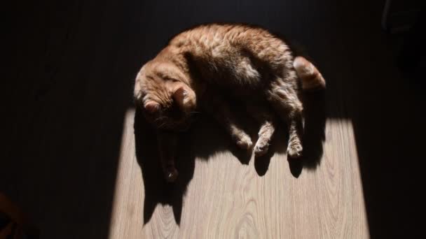 Pencereden Parlak Güneş Işığında Tahta Zeminde Yatan Kırmızı Kedi Tüylü — Stok video