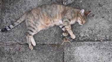 Genç kedi mırıldanır ve kestirir grunge çimento kaldırımında uzanır ve pençeleriyle yoğurur